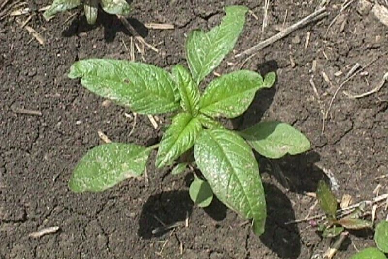 waterhemp