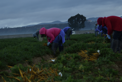 Business leaders and others involved in the fresh produce industry are invited to a one-day workshop on responsible recruitment of farmworkers in West Palm Beach.