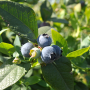 Blueberries are among fresh produce crops finding strong growth in Latin America.