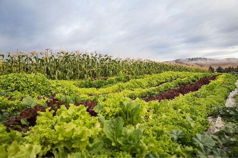 Farm landscape lush with shades of green and include several rows of lettuce and corn. 