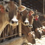California_dairy_cows