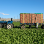 Ocean Mist Farms iceberg lettuce harvest in California's Coachella Valley