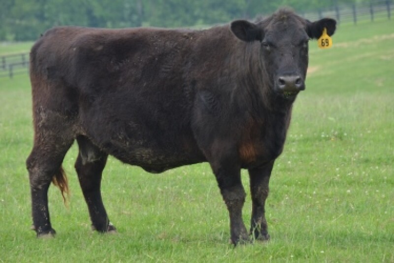 BT_Angus_Cow_Fescue