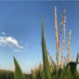 Corn yields in Hamilton County, Neb. are impressing scouts.