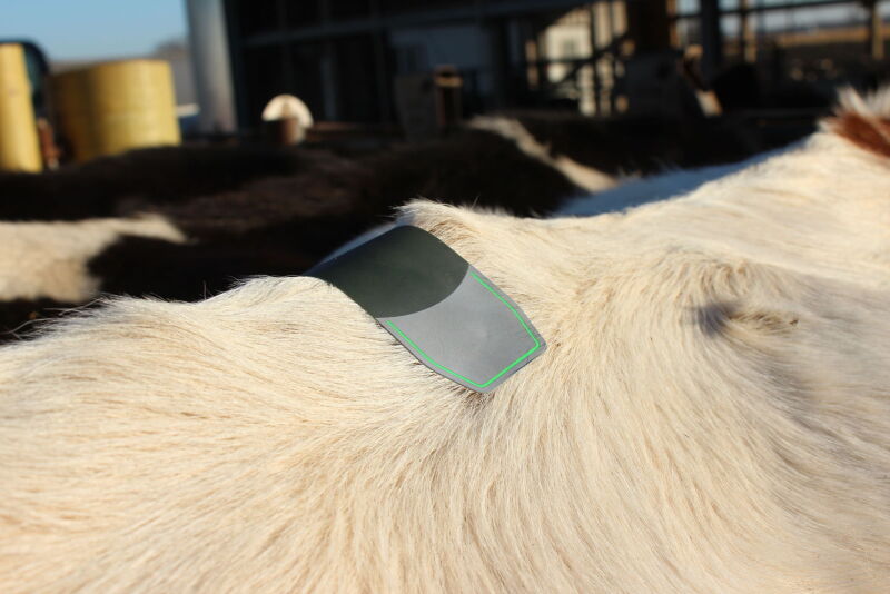 Cattle Estrus Detection Patch on Dairy Cow