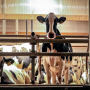 holstein.PNG