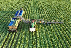 An automated lettuce harvester works it way agross a field of green lettuce.