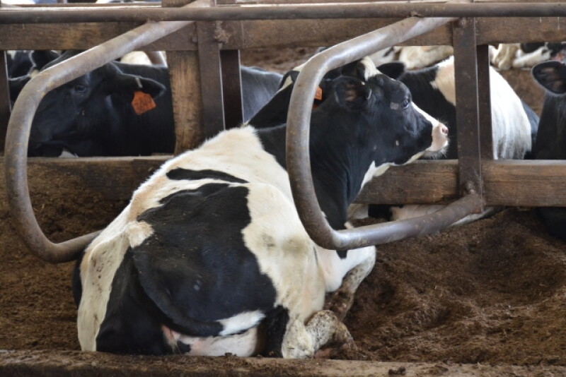 DT_Tail_Docked_Cow