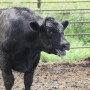 Heat stressed steer