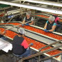 Employees on a Florida tomato packing line.