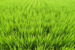 Rice Fields