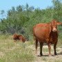 BT_South_Texas_Beefmaster_Cows