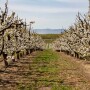 Two rows of cherry trees in an orchard