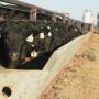 Angus cattle on feed