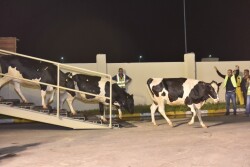 Before the sanctions, most of Qatar's dairy products came from Saudi Arabia.