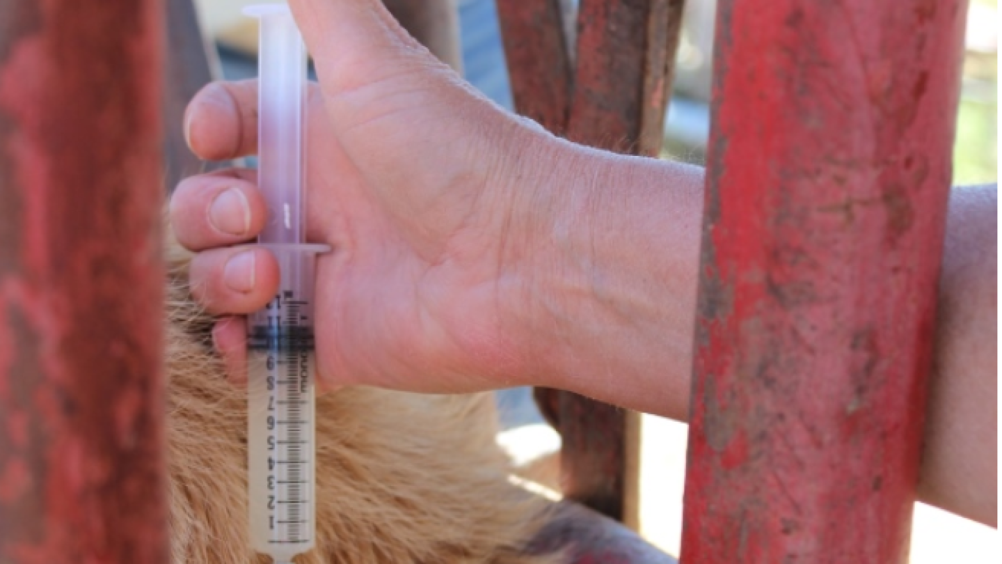Vaccine Handling and Storage Tips - Drovers
