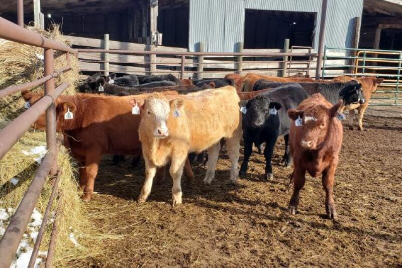 Calves