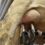 There are a variety of treatments to enhance the production of quality milk.