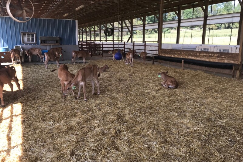 “We as the FARM team don’t expect our dairies to be perfect today,” says Emily Yeiser Stepp, director of the FARM Animal Care Program. “I don’t think anybody in any business expects to be perfect. What we are asking for is that continuous improvement.”