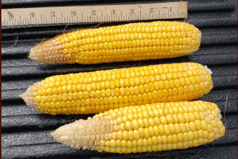 Crop Tour methods take not just the good ears, but the bad ones, too, for a more accurate representation.
