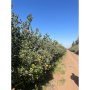 salix morocco