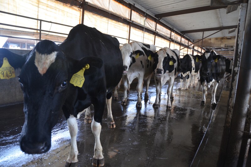 Cows exiting a parlor. 