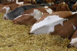 Show_cows