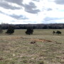 Forage producers must get back to the basics of farming to reset post-drought pastures.