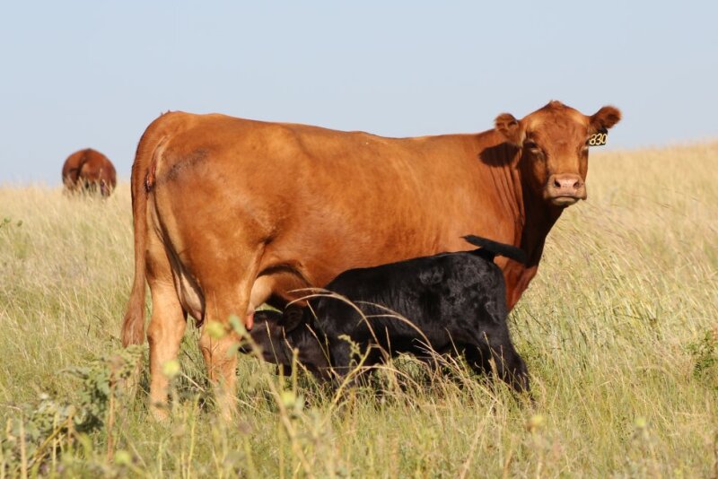Cow_Calf_Pasture.jpg