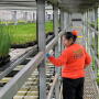 Farm worker inspects leafy greens in a greenhouse