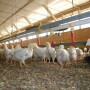 Broiler chickens