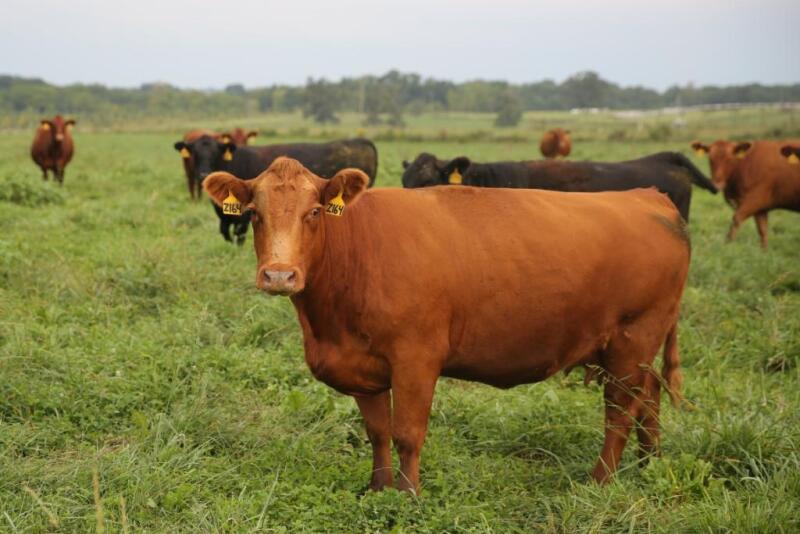 Anthrax can cause the rapid loss of a large number of animals in a short time.