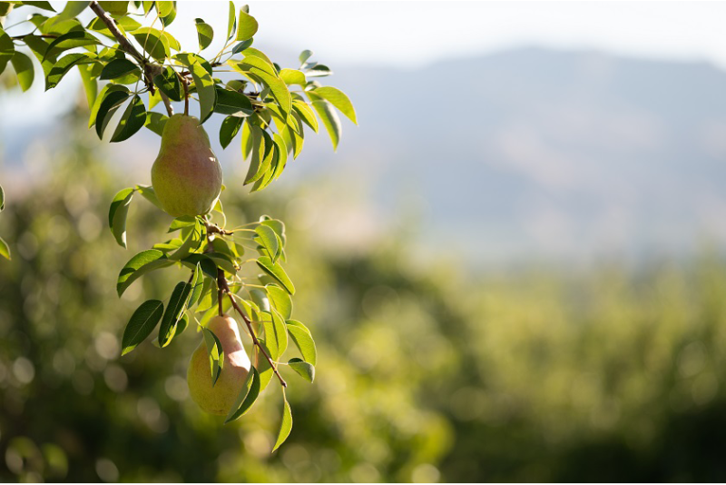 Rainier Fruit