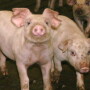 pigs 281