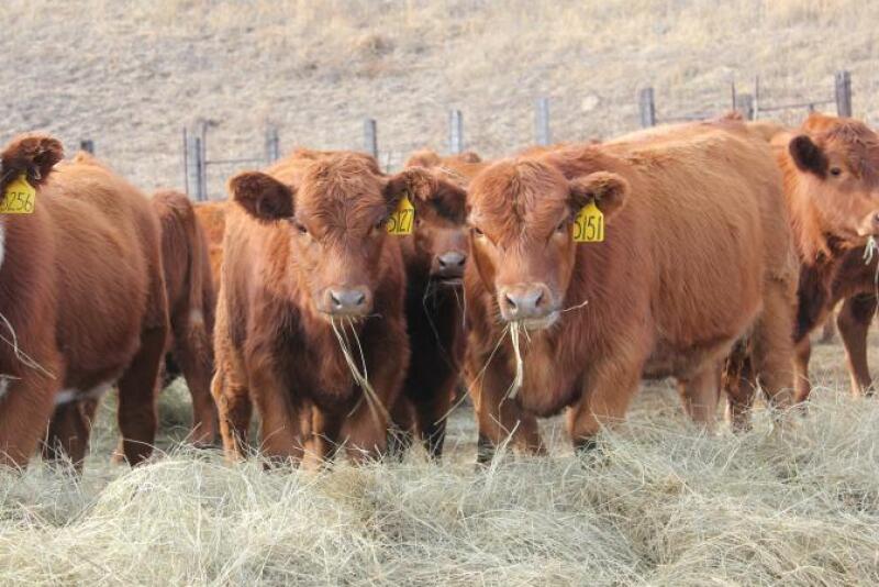 The technology available today won’t replace stockmen but it certainly can make their job easier.