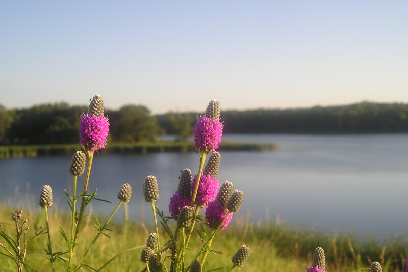 La Crosse Seed added a natives specialist to its native grass and wildflower seed business