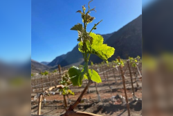 Table grapes on vine