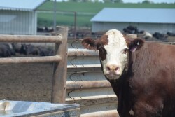 BT_Feeder_Steer_Water_Tank