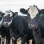 Cows