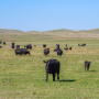 Cows