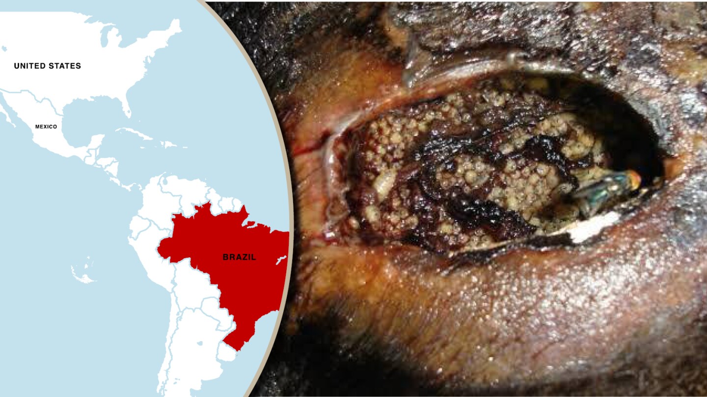 The Smell You'll Never Forget: A Calf Infested with New World Screwworm ...