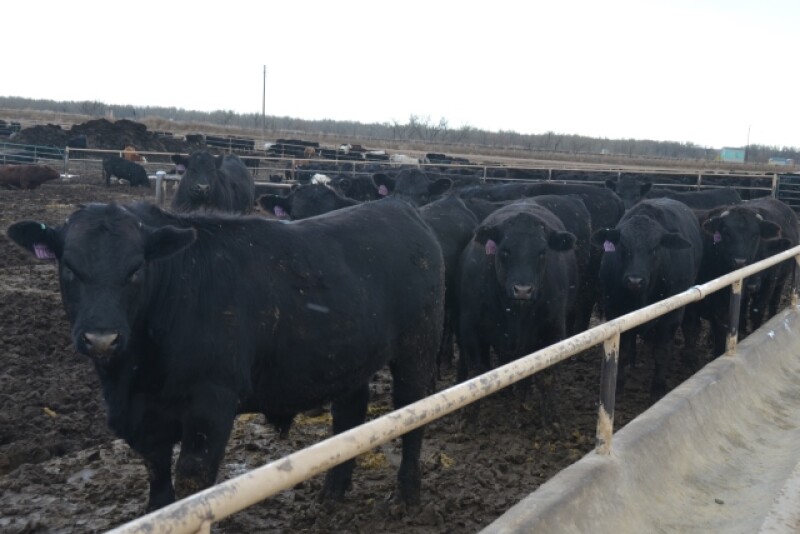 BT_Feeder_Cattle