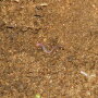 pC12 Earthworms to the Rescue
