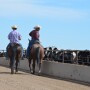 BT_Feedlot_Cowboys_Cattle