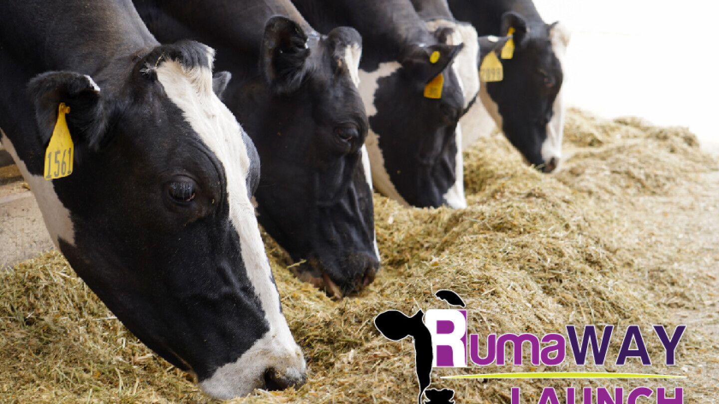 RumaWAY® LAUNCH: Combine benefits of liquid sugars with negative DCAD ...
