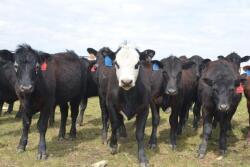 Feeder heifers