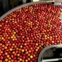 Visitors in a private tour of Pomona Packing in Wolcott, N.Y., saw how the apple-sorting lines worked using new technology to streamline the sorting and packing process. Pomona started in 2010 to serve local apple growers, as well as New York Apple Sales, in the fresh apple arena.
