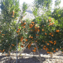 Chilean mandarin growers expect to ship a record 101,000 tons of fruit to North America this season.