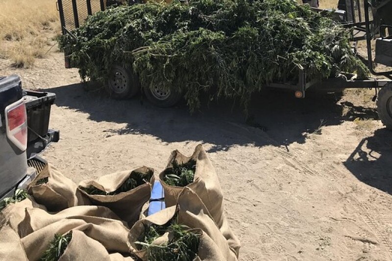 Officials have been busy destroying illegal marijuana in Colorado.