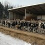 DT Dairy Heifers Snow Winter.JPG